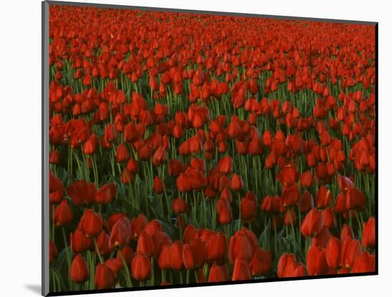 Tulips, Skagit River Valley, Washington, USA-Charles Gurche-Mounted Photographic Print