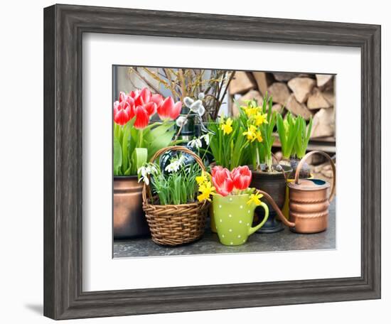 Tulips, Snowdrops and Narcissus Blooms-LiliGraphie-Framed Photographic Print