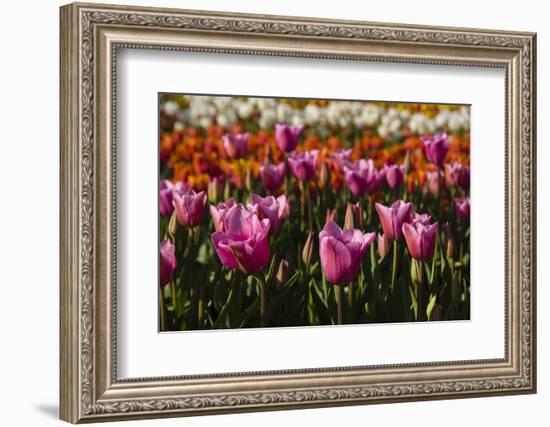 Tulips, Tulip Festival, Woodburn, Oregon, Usa-Michel Hersen-Framed Photographic Print