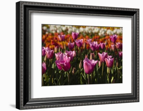 Tulips, Tulip Festival, Woodburn, Oregon, Usa-Michel Hersen-Framed Photographic Print
