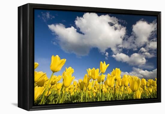 Tulips under Clear Sky-Craig Tuttle-Framed Premier Image Canvas