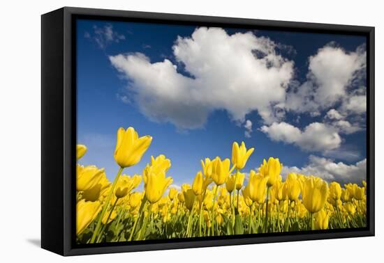 Tulips under Clear Sky-Craig Tuttle-Framed Premier Image Canvas