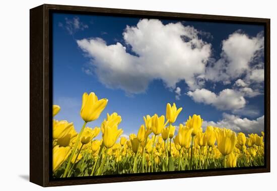 Tulips under Clear Sky-Craig Tuttle-Framed Premier Image Canvas
