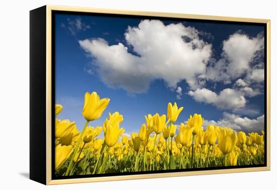 Tulips under Clear Sky-Craig Tuttle-Framed Premier Image Canvas