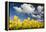 Tulips under Clear Sky-Craig Tuttle-Framed Premier Image Canvas