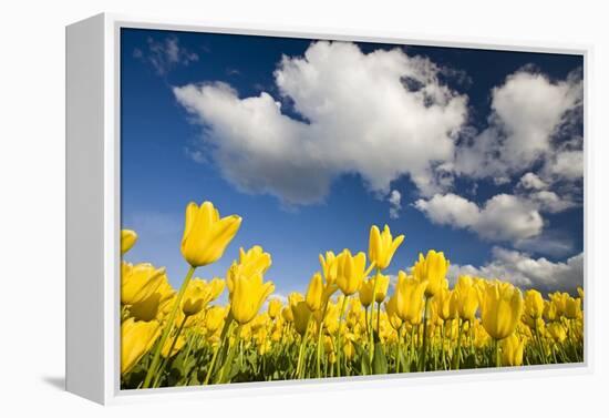 Tulips under Clear Sky-Craig Tuttle-Framed Premier Image Canvas