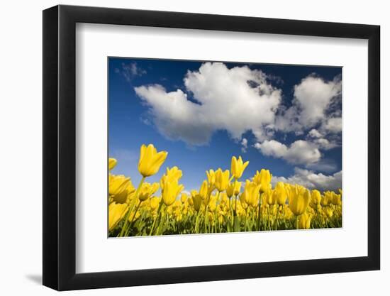 Tulips under Clear Sky-Craig Tuttle-Framed Photographic Print