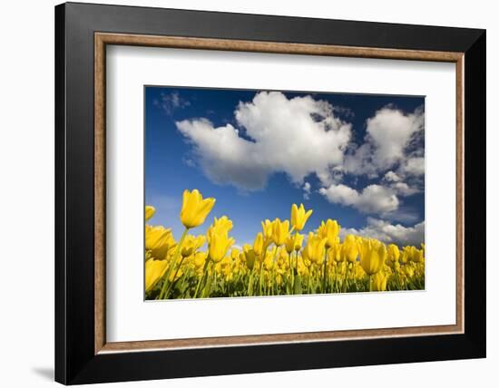 Tulips under Clear Sky-Craig Tuttle-Framed Photographic Print