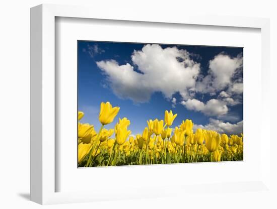 Tulips under Clear Sky-Craig Tuttle-Framed Photographic Print