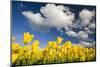 Tulips under Clear Sky-Craig Tuttle-Mounted Photographic Print