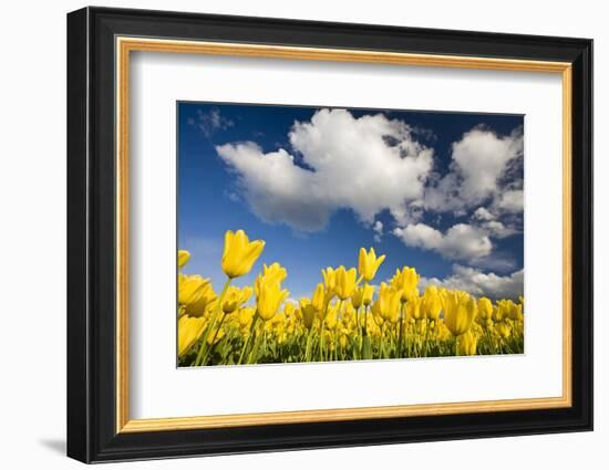 Tulips under Clear Sky-Craig Tuttle-Framed Photographic Print