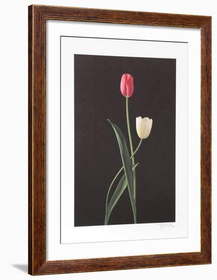 Tulips-Harvey Edwards-Framed Collectable Print