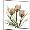 Tulips-Albert Koetsier-Mounted Art Print