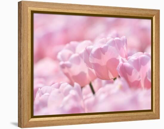 Tulips-null-Framed Premier Image Canvas