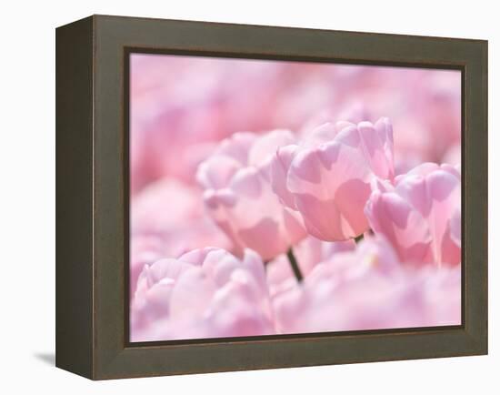 Tulips-null-Framed Premier Image Canvas