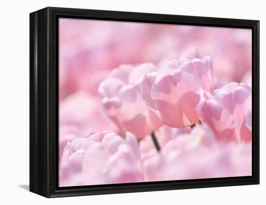 Tulips-null-Framed Premier Image Canvas