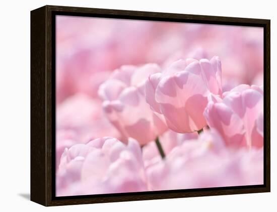 Tulips-null-Framed Premier Image Canvas