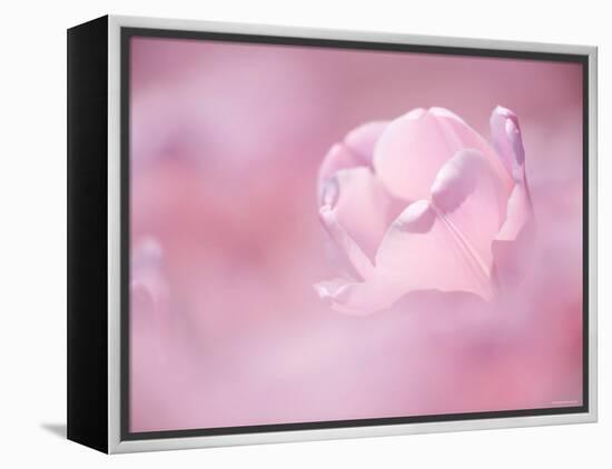 Tulips-null-Framed Premier Image Canvas