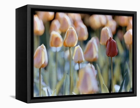 Tulips-Cindy Kassab-Framed Premier Image Canvas