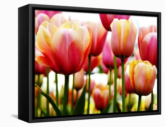 Tulips-null-Framed Premier Image Canvas