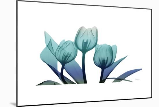 Tulips-Albert Koetsier-Mounted Premium Giclee Print