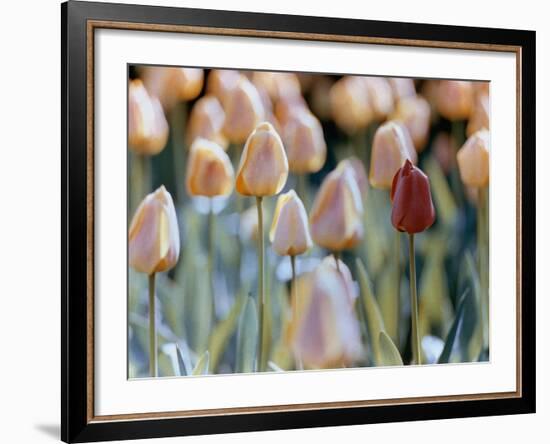 Tulips-Cindy Kassab-Framed Photographic Print