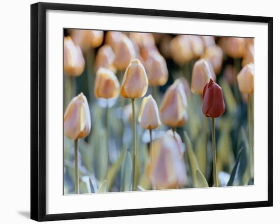 Tulips-Cindy Kassab-Framed Photographic Print