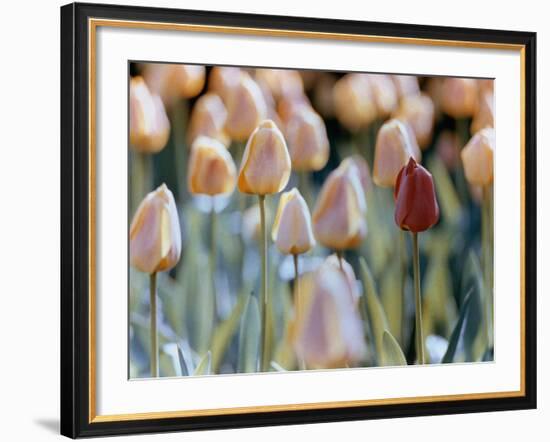 Tulips-Cindy Kassab-Framed Photographic Print