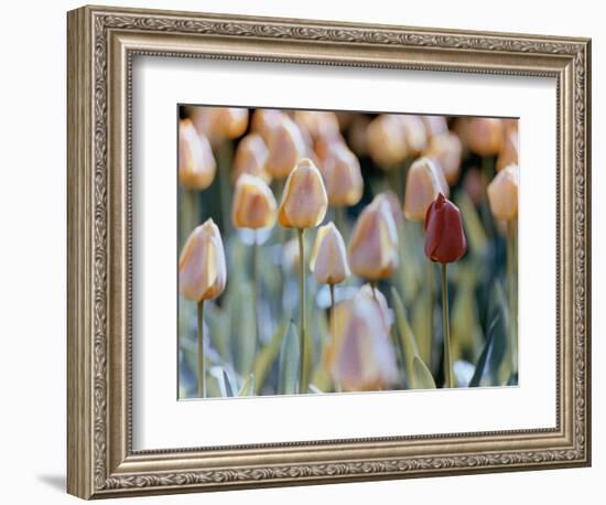 Tulips-Cindy Kassab-Framed Photographic Print