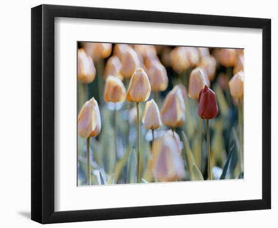 Tulips-Cindy Kassab-Framed Photographic Print