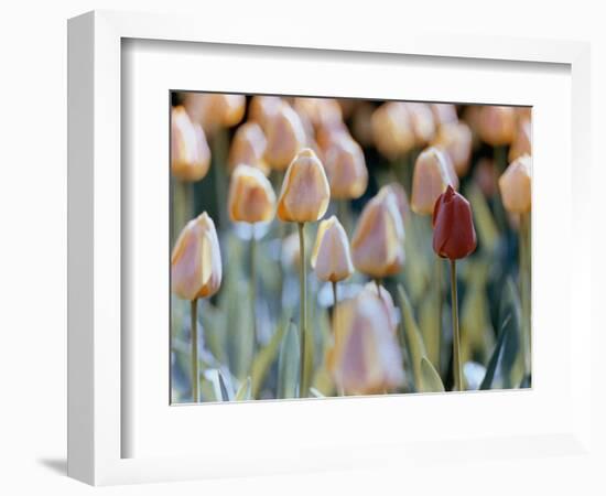 Tulips-Cindy Kassab-Framed Photographic Print