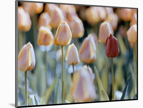 Tulips-Cindy Kassab-Mounted Photographic Print