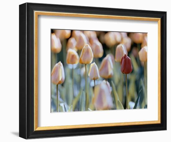 Tulips-Cindy Kassab-Framed Photographic Print