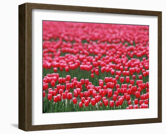 Tulips-WizData-Framed Photographic Print