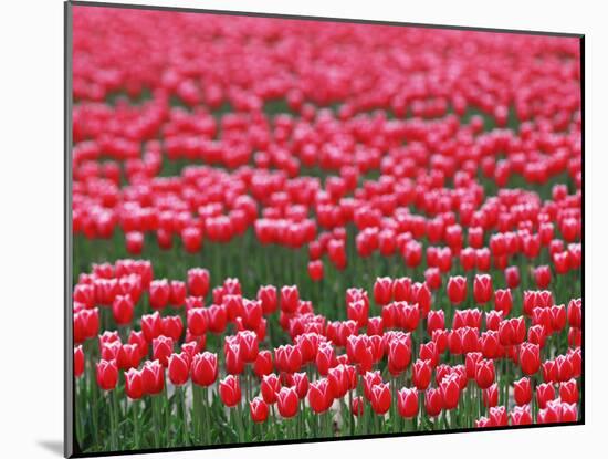 Tulips-WizData-Mounted Photographic Print