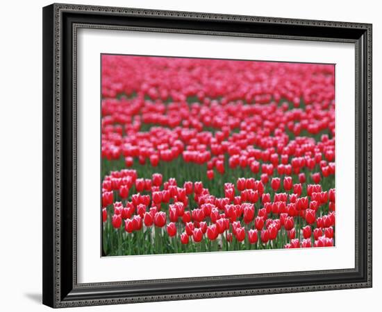 Tulips-WizData-Framed Photographic Print