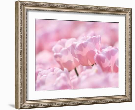 Tulips-null-Framed Photographic Print