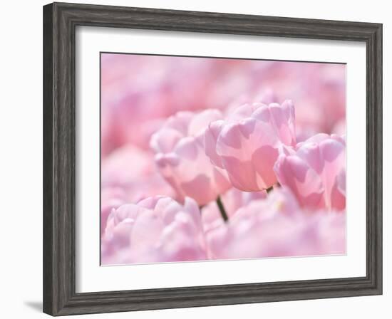 Tulips-null-Framed Photographic Print