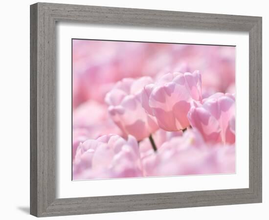 Tulips-null-Framed Photographic Print