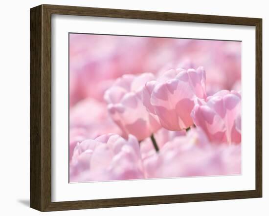 Tulips-null-Framed Photographic Print