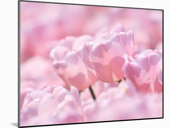 Tulips-null-Mounted Photographic Print