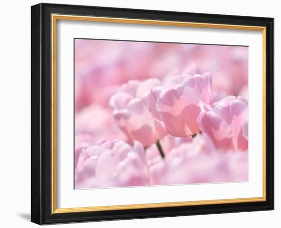 Tulips-null-Framed Photographic Print