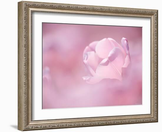 Tulips-null-Framed Photographic Print