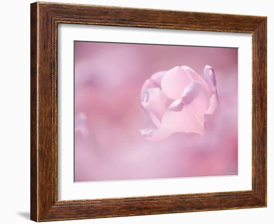 Tulips-null-Framed Photographic Print