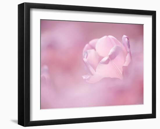 Tulips-null-Framed Photographic Print