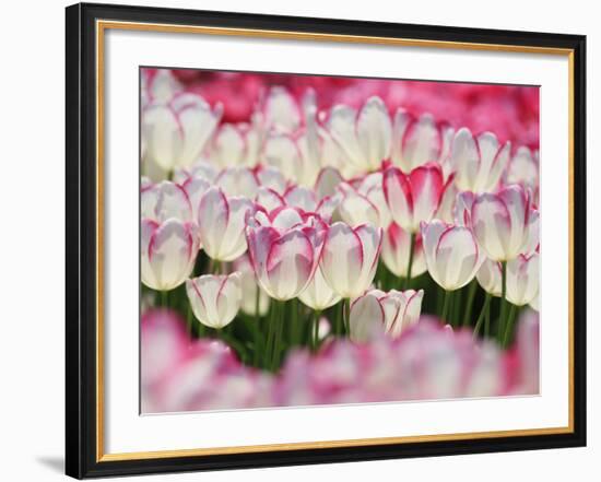 Tulips-null-Framed Photographic Print