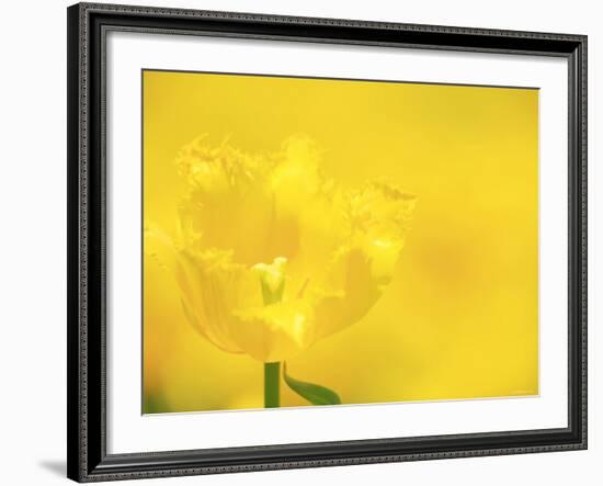 Tulips-null-Framed Photographic Print