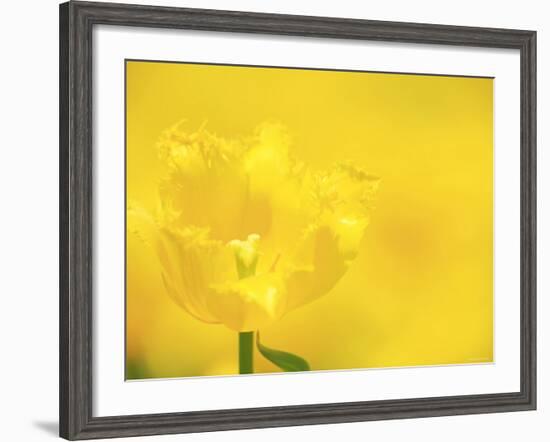 Tulips-null-Framed Photographic Print