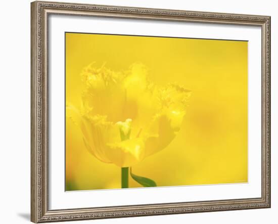 Tulips-null-Framed Photographic Print