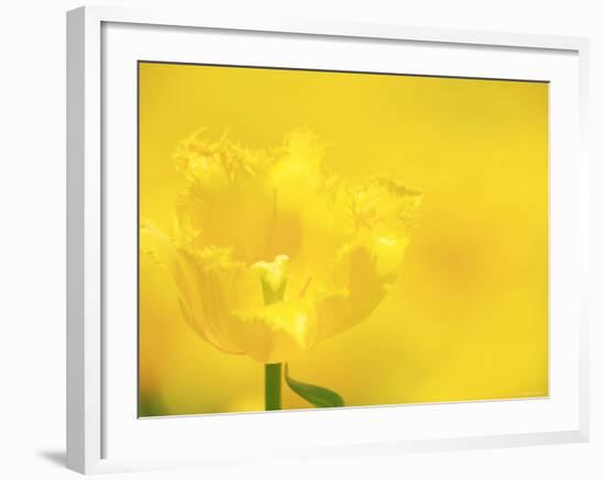 Tulips-null-Framed Photographic Print